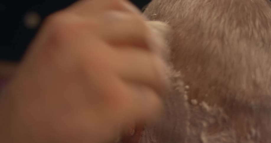 Close up of the back of a mans head as shaving cream is brushed on it by another person
