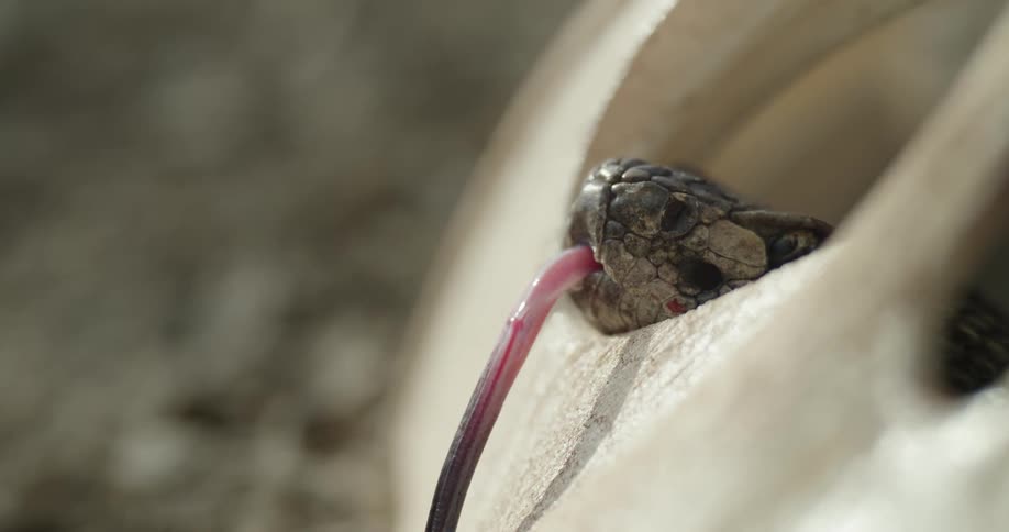 Extreme close up of a snakes forked tongue while resting its head