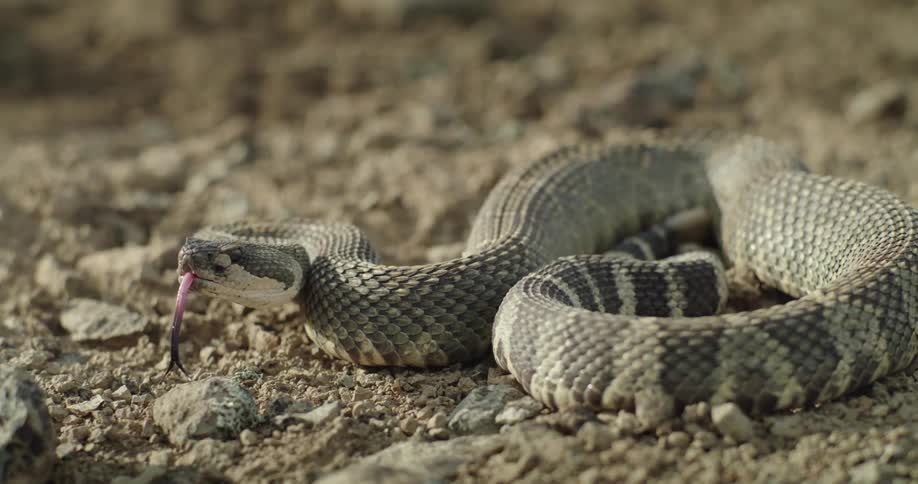 A detailed view of a snake flicking out its tongue curled up on desert ground
