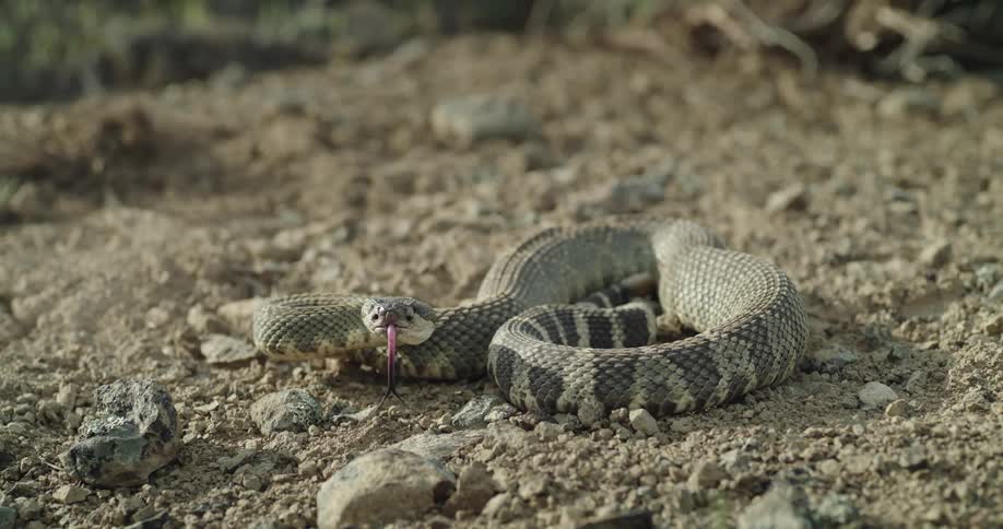 Close up of a rattle snake flicking out its tongue in the desert at daytime