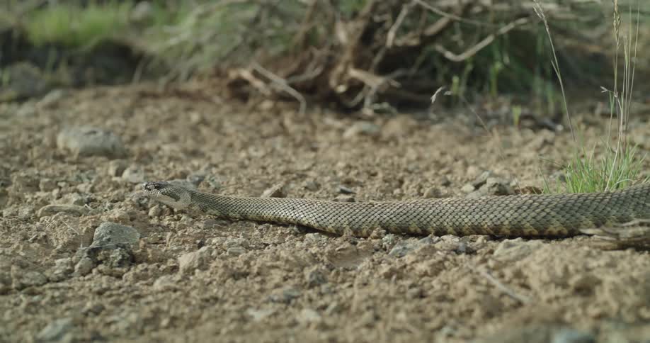 A rattlesnake slithers across the ground sticking its tongue out as it moves