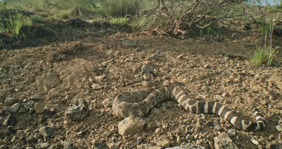 A rattlesnake shakes its tail as it moves across the rock on the ground