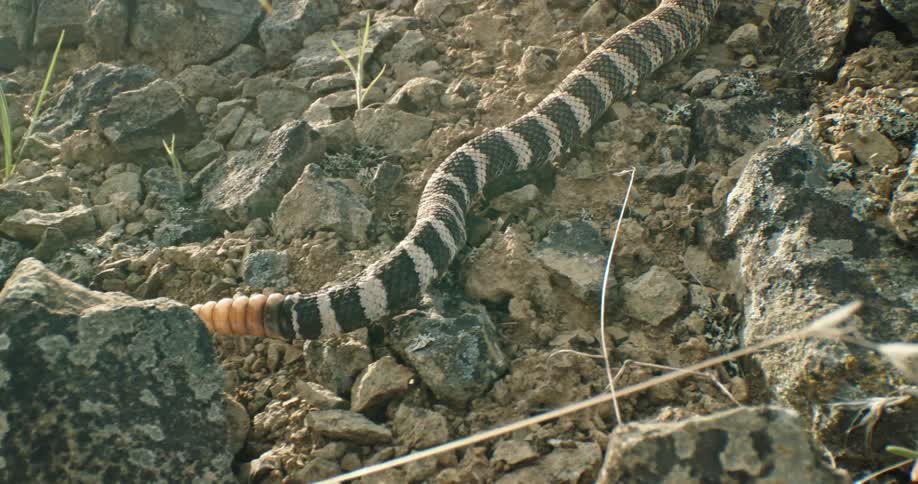 A snake slithers along a rocky piece of land