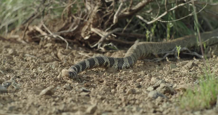 Rattlesnake slithering away into the grass with subtle rattle movements in the daytime