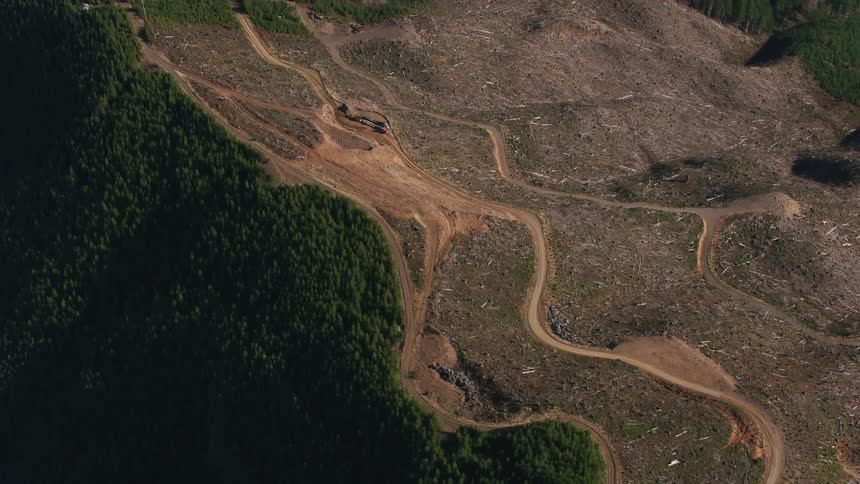 Dirt roads snake along area cleared of trees on forested mountain