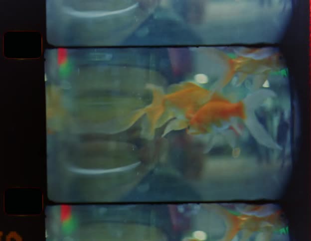 A man and a woman are watching goldfish swim in an aquarium