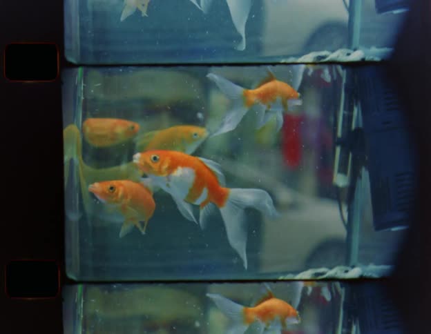 Man makes faces file looking through aquarium full of goldfish at pet store near street