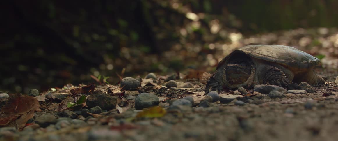 A turtle resting in a spot strewn with leaves and small rocks