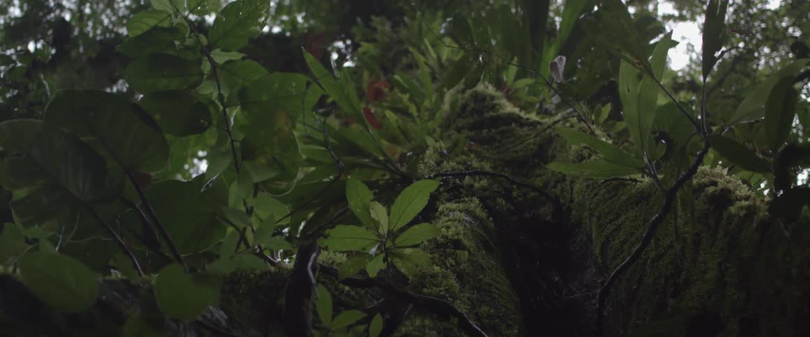 A tree covered in moss and leaves