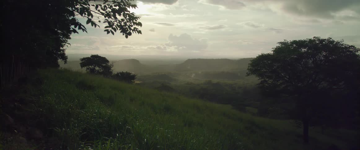 A hillside is covered with grass and some trees