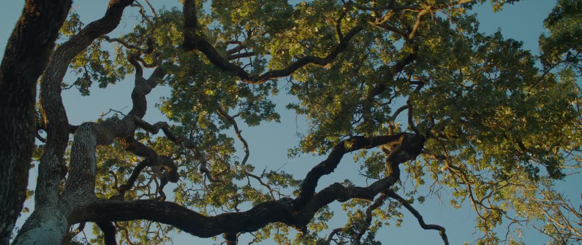 Close up of tree branches covered in leaves