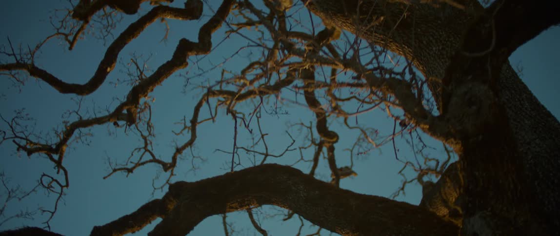 Twisting leafless tree branches contrast with blue sky