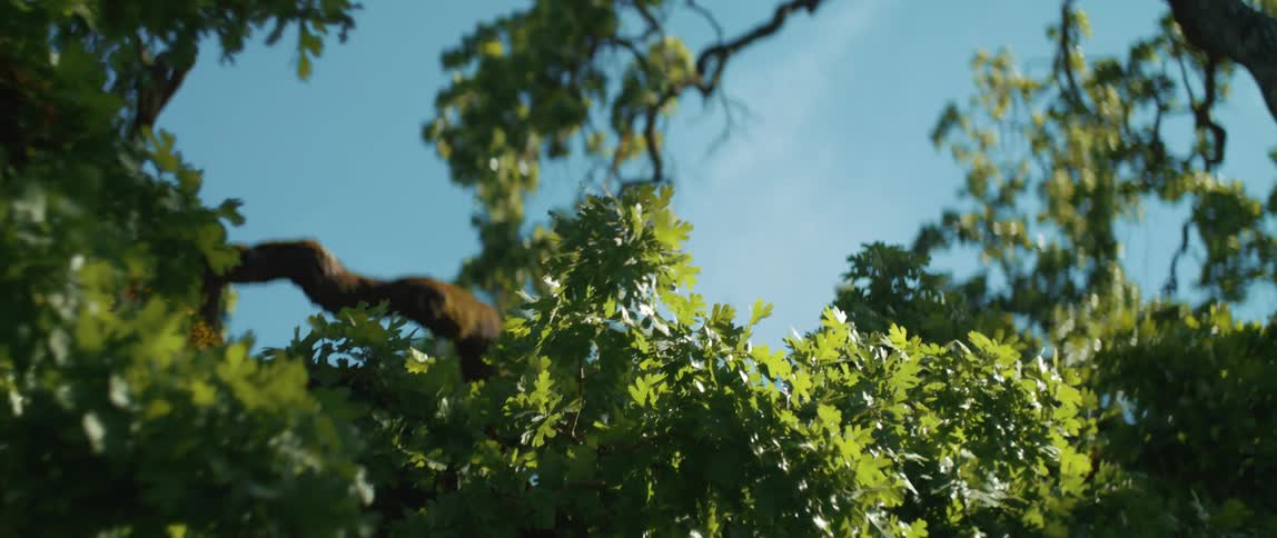 Close up of trees in a forest