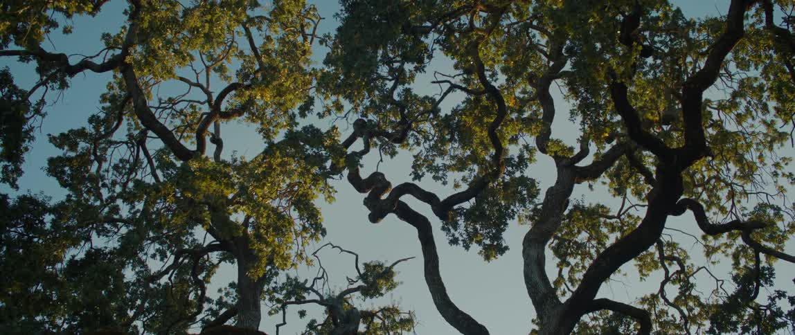 Leaves cover twisting branches under a light blue sky