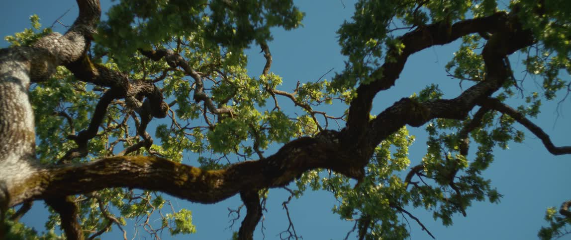 Close up of a tree with leaf covered branches