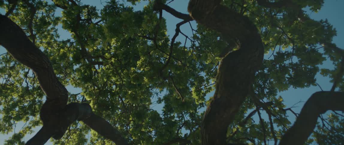 Branches of trees covered in lush green leaves