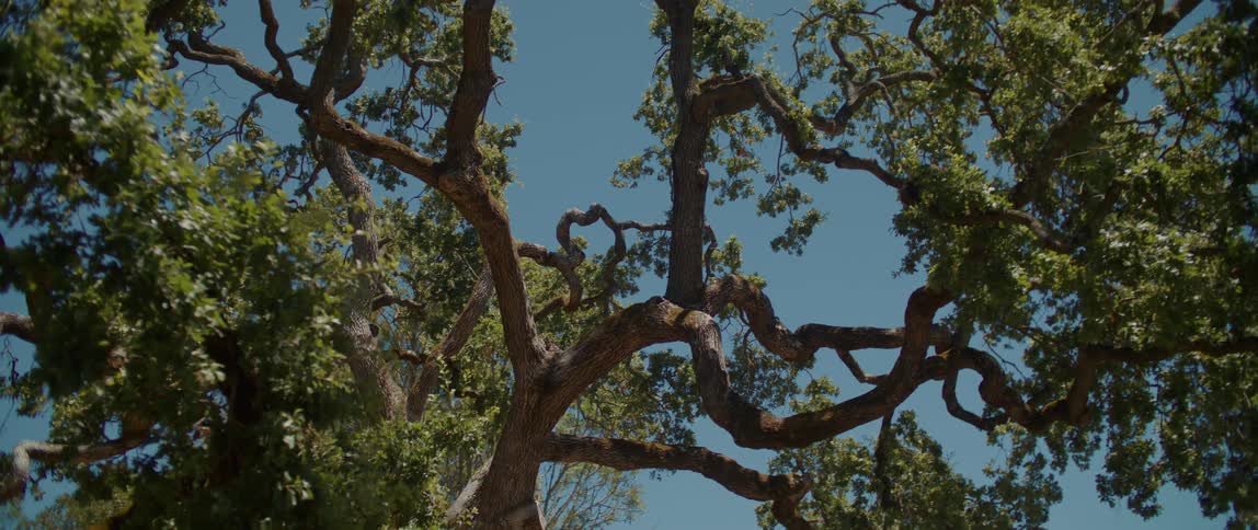 The sun shines on a grove of trees with crooked branches under a clear blue sky