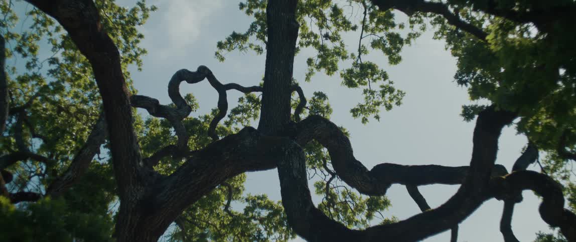Close up of tree branches covered in leaves