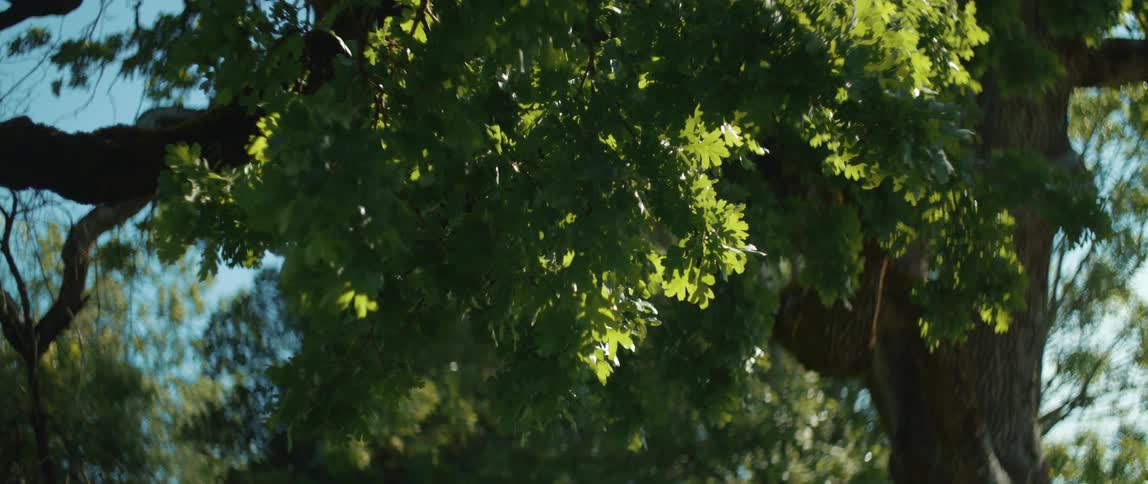 A tree with bright green leaves
