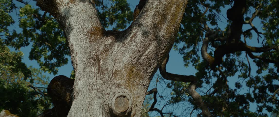 Large tree trunk branches into major sections on tree in woods