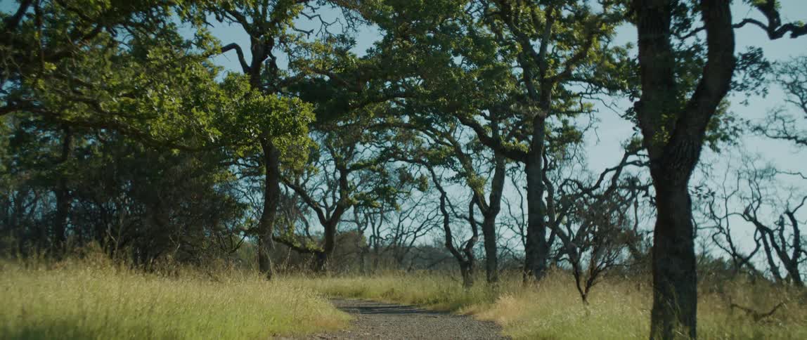 The sun shines upon a path through the trees in a field of tall grass and vegetation as birds fly through the branches