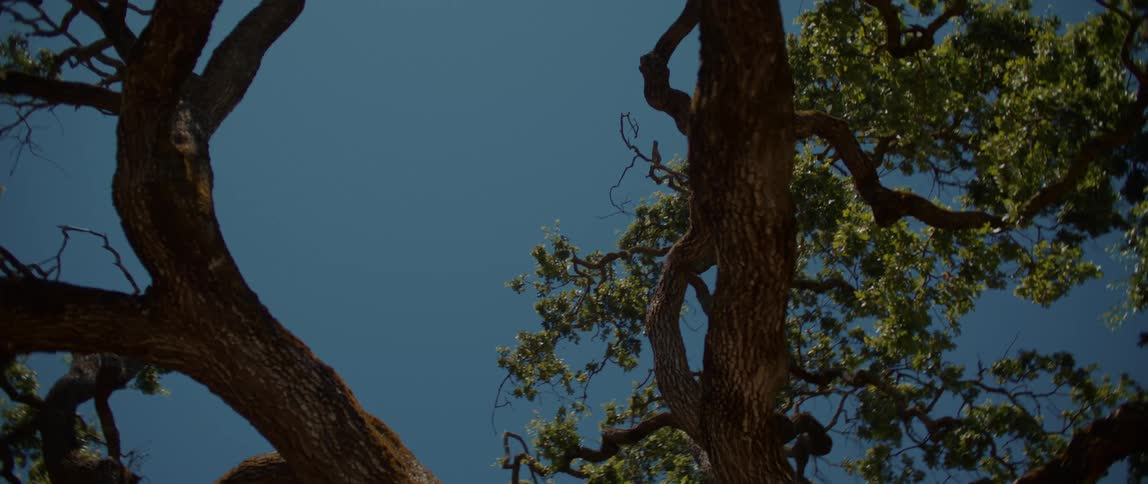 Camera is looking up and moving around a large tree with twisted branches and clustered green leaves against a clear blue sky