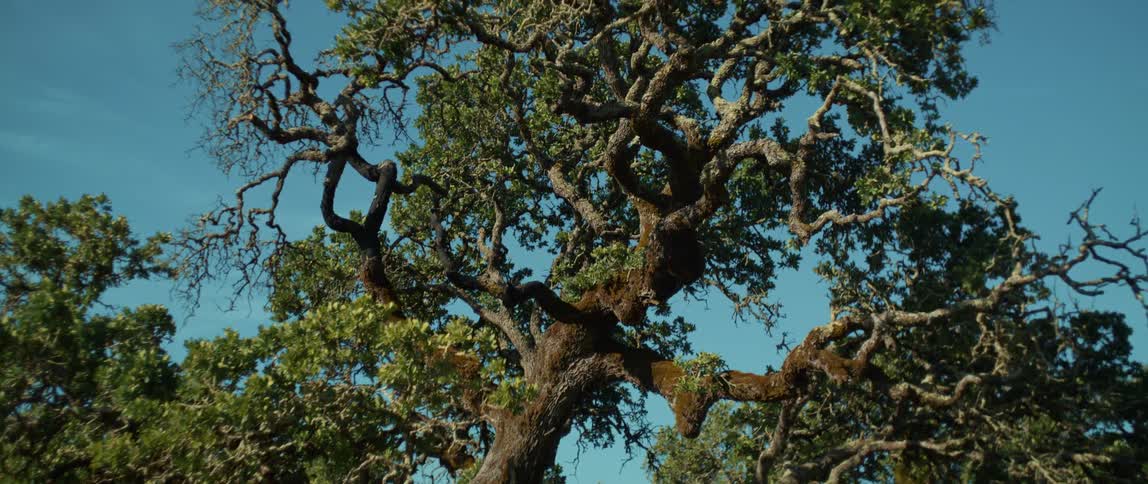 A tall tree with many branches in a forest on abright day