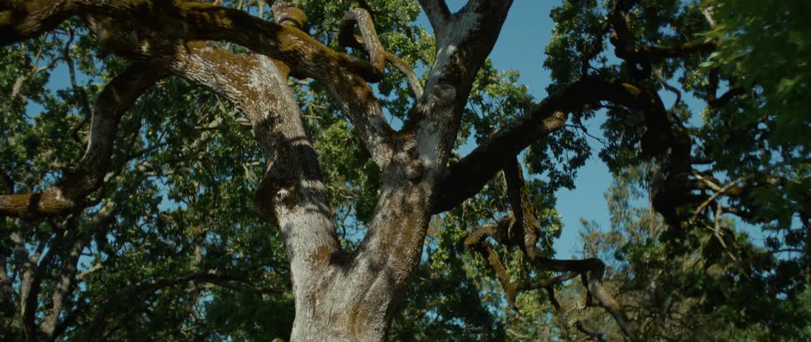 Leaves cover spreading branches under blue sky
