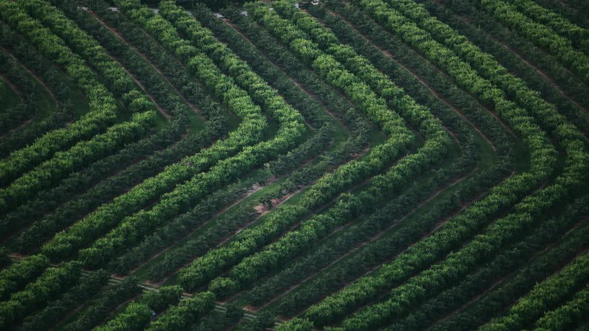 An aerial view of rows of crops in different shades of green