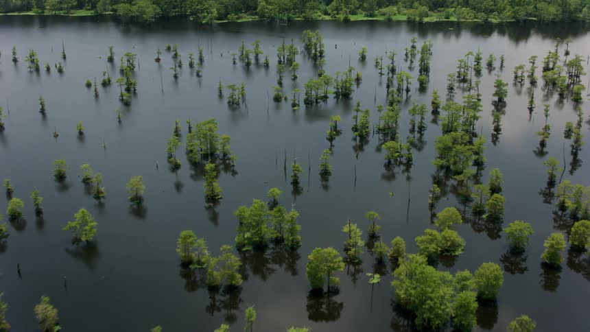 Trees and plants are growing in swampland surrounded by woods under a hazy sky