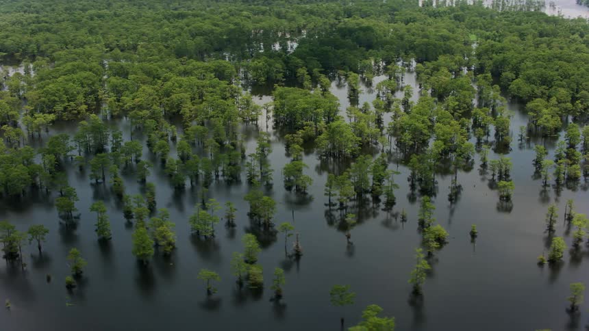 Trees stand in water flooding from nearby river