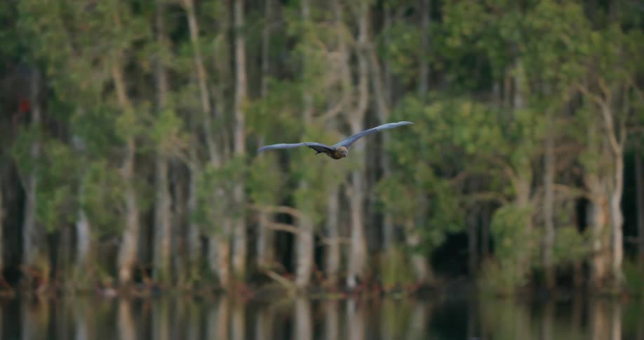 Large bat flies across reflective water with woods in the background