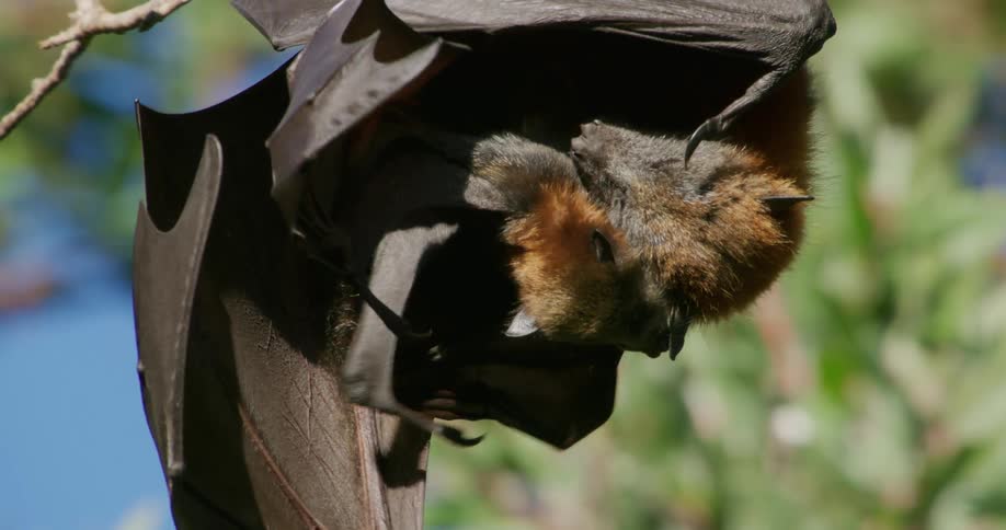 Two bats hanging upside down grooming and hugging each other