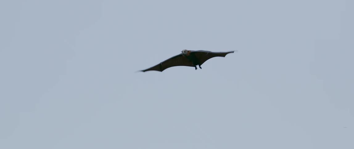Bats are flapping their wings as they fly over trees