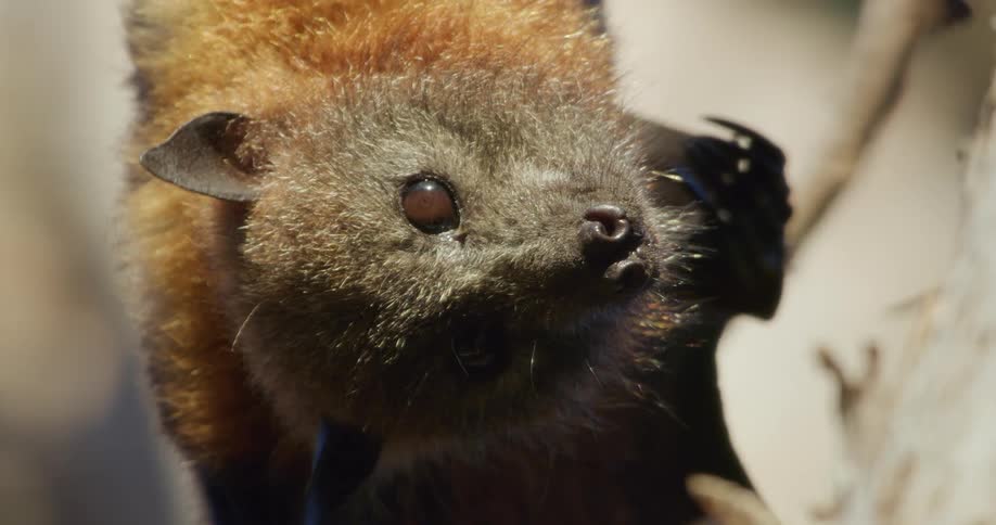 Bat hanging upside down from a branch up close while it blinks and twitches its ears