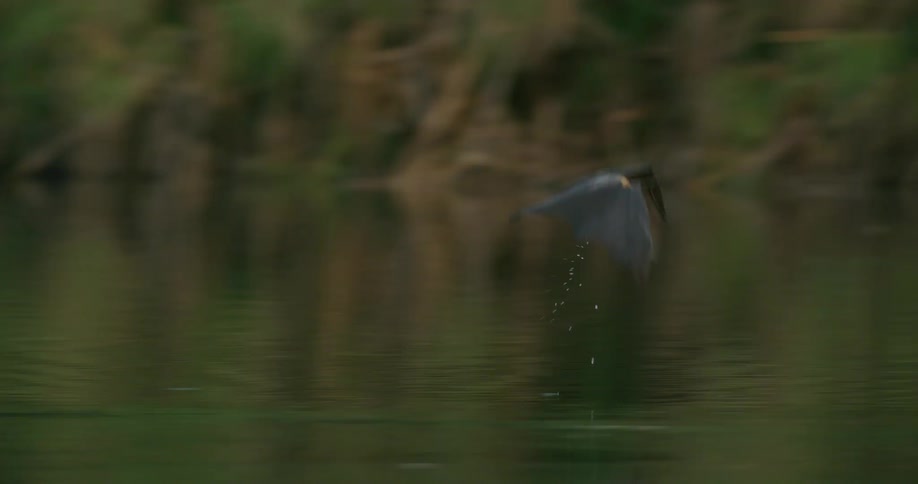 Bat dips thru surface while flying over water