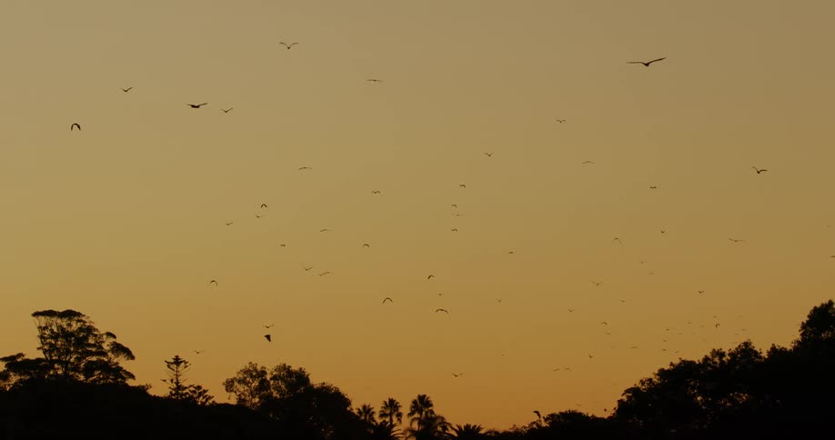 Several birds fly over trees silhouetted against a red sky