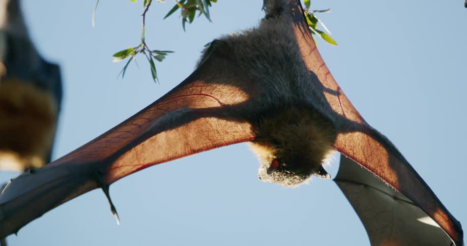 Sun shines on a bat as it hangs upside down from a tree branch on spreads its wings