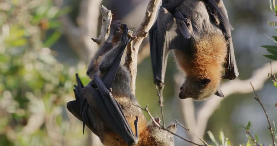 Two bats hanging upside down from a branch while play fighting back and forth in the middle of the day