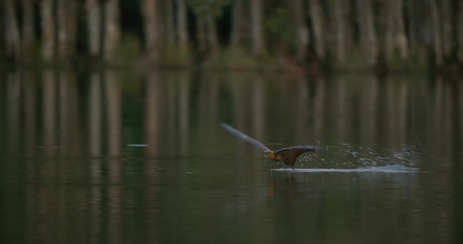 A bat flies so close to a body of water it wets its lower body then flies away