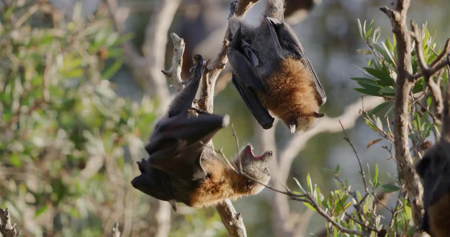 Two of the bats hanging outdoors squabble as tree sways slightly
