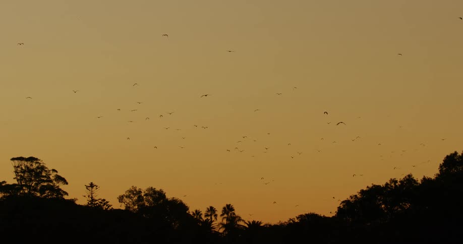Aerial view of birds flying in the sky during dusk