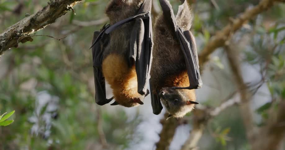 Two bats hanging upside down play fighting on a branch in the middle of the day