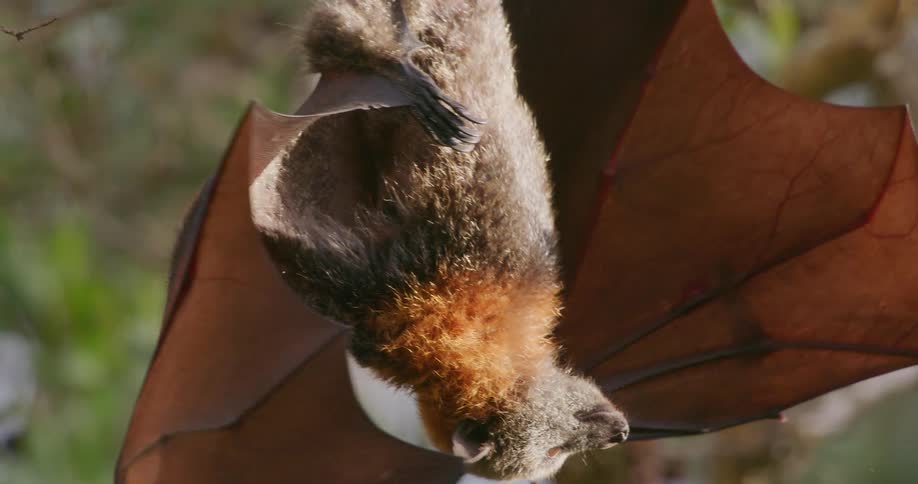 A bat hanging upside down from a branch stretching his wings and turning around from the momentum