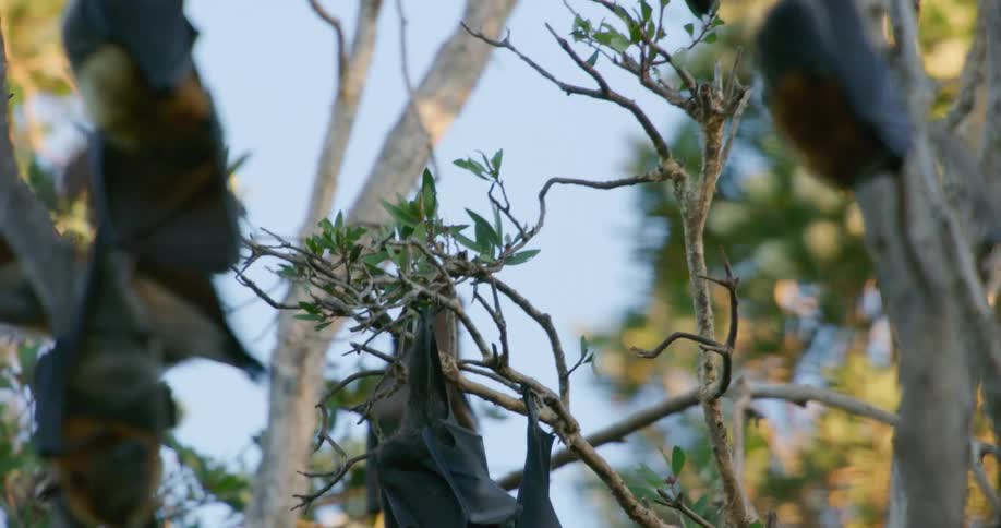 The views is of bats flying outdoors in the day time