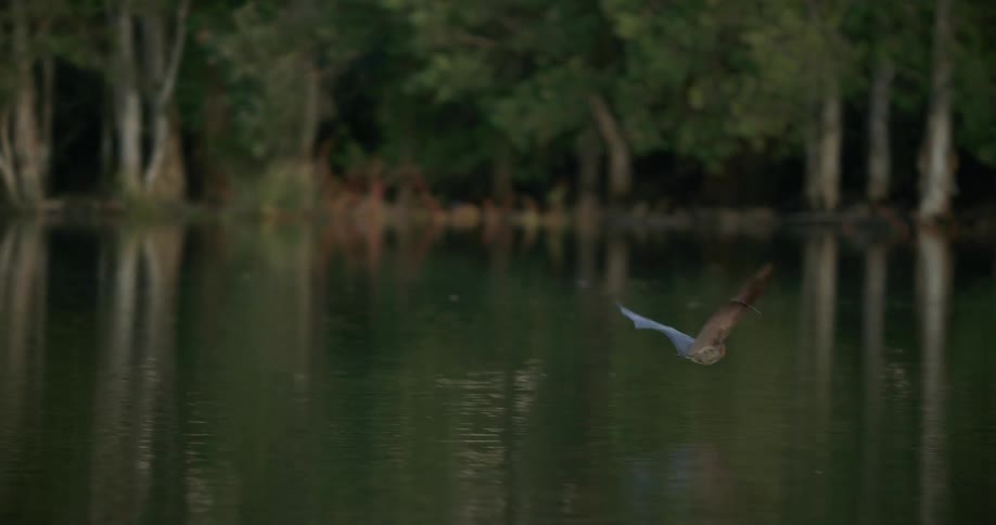 A bird flying over a river dips in to the water and flies off again