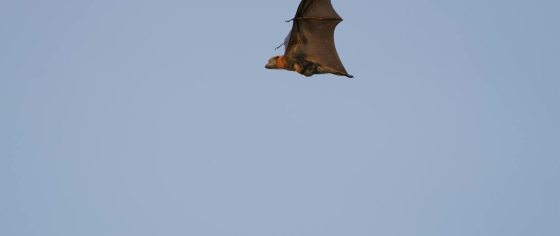 Giant bat flying in slow motion against the blue sky