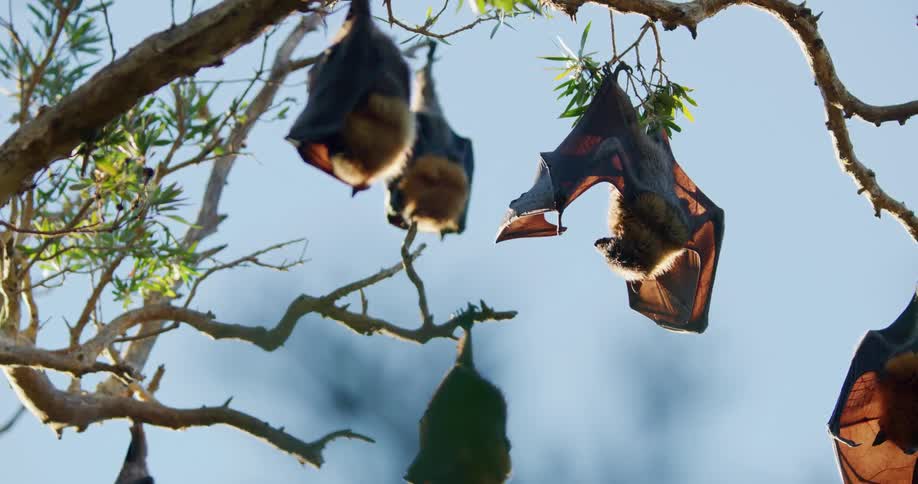 The sun shines on bats hanging upside down from tree branches and one bat spreads its wings and shakes its head