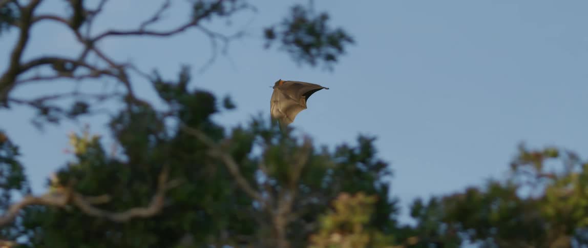 A bat flying across a forest in the daytime