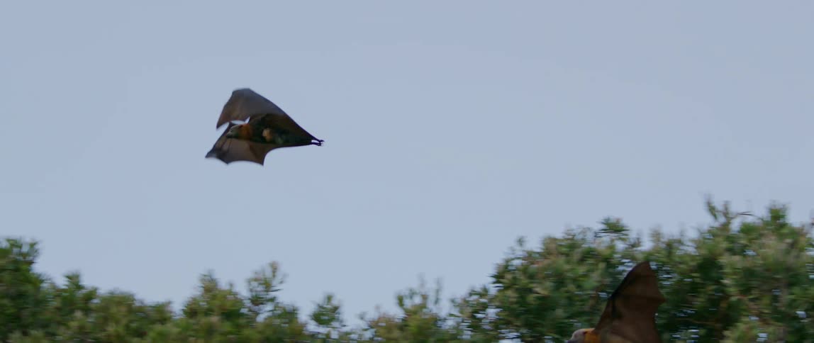 Bats flying over trees in the woods